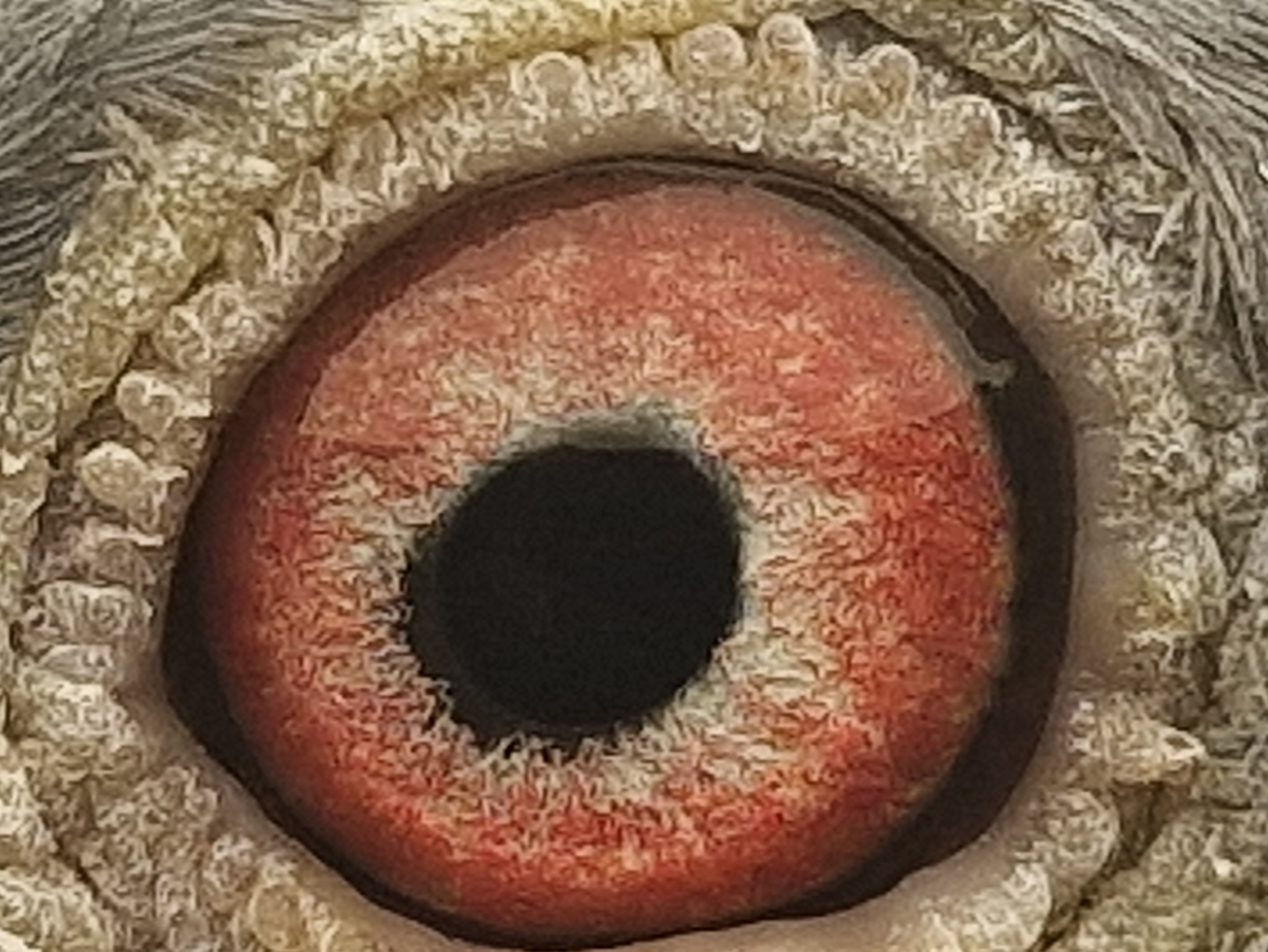 Pigeon eye